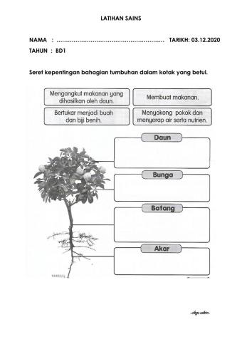 Pentingnya bahagian tumbuhan