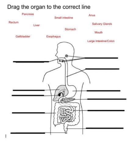 Digestive Order and Organs 