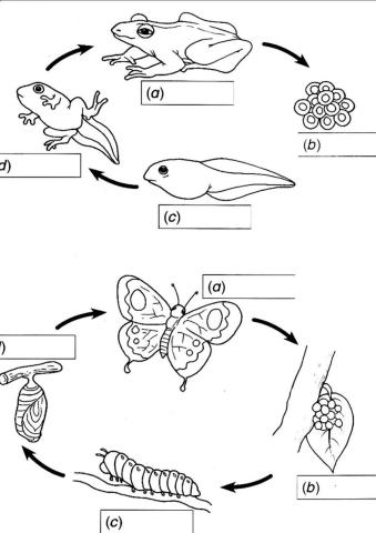 Sains Tahun 2 - Kitar hidup haiwan