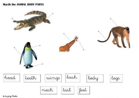 Animal parts