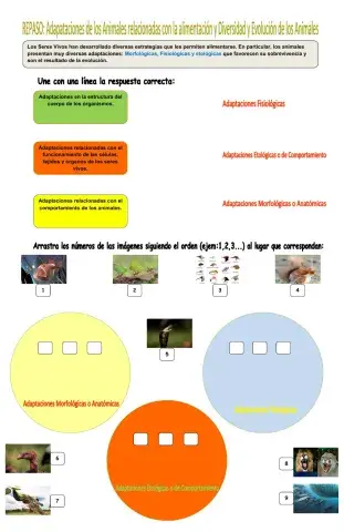Adaptaciones de los animales relacionadas con la alimentación y Diversidad y Evolución de los animales.