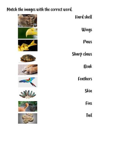 Animals' body parts and description