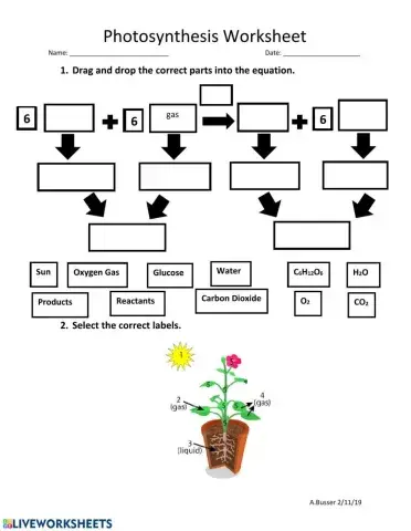Photosynthesis Worksheet