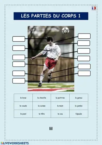 Les parties du corp