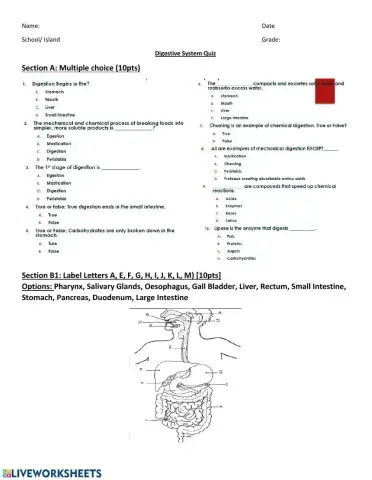 Digestive System Quiz