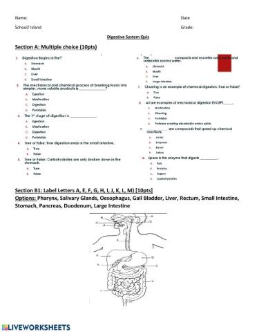 Digestive System Quiz