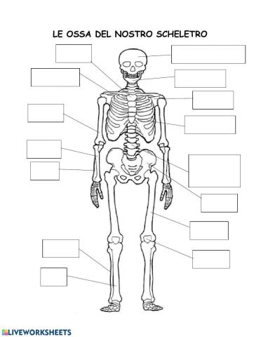 Ossa dello scheletro