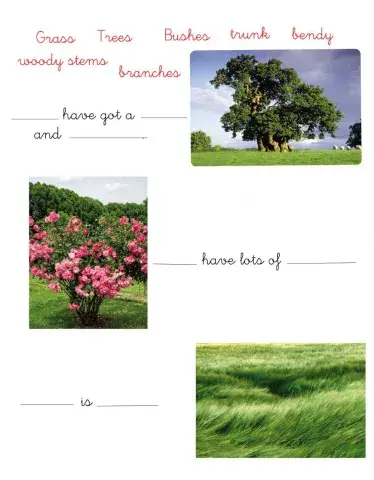 Trees, bushes and grass