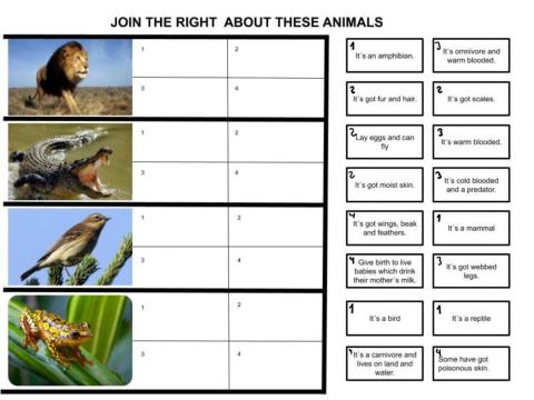 Characteristics of animals