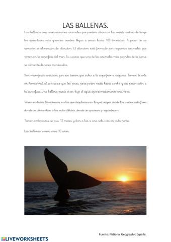 Comprensión lectora: ballenas
