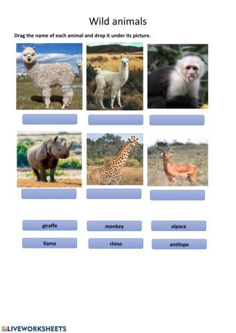 Wild Animals in The Big Win