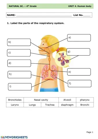 Respiratory system