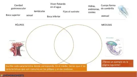 Características de los cnidarios