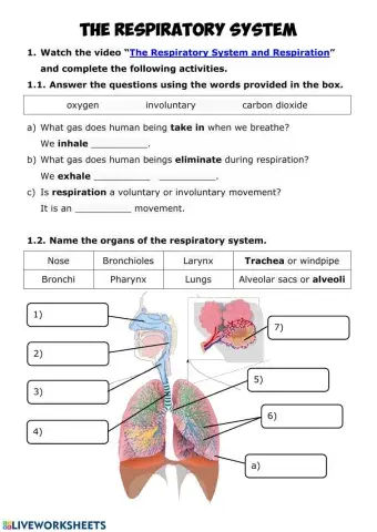 NUTRITION 3 - Respiratory System
