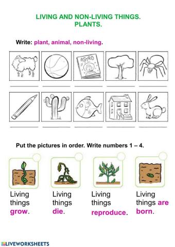 Living things and plants