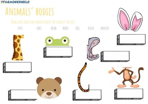 Animals' bodies