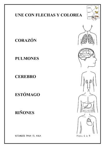 Partes del cuerpo