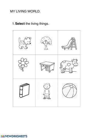 Living things and plants