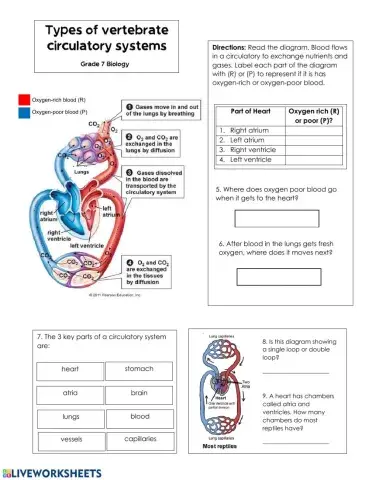Circulatory systems in vertebrates