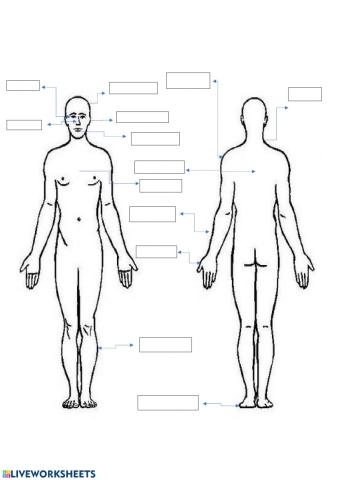 Partes del cuerpo
