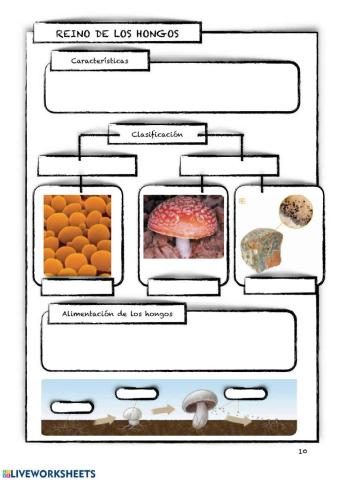 Hongos, Protozoos y Bacterias