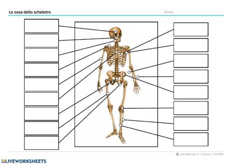Le ossa dello scheletro