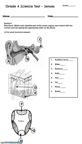 MBCA Gr. 4 Science Test - 5 Senses