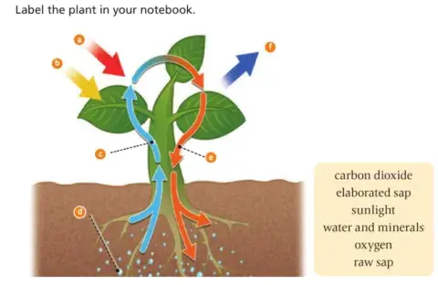 Natural Review Unit 4 (2)