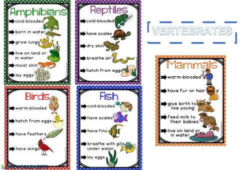 Vertebrate groups