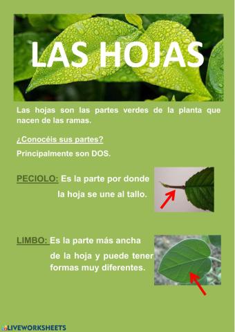 Partes de una hoja