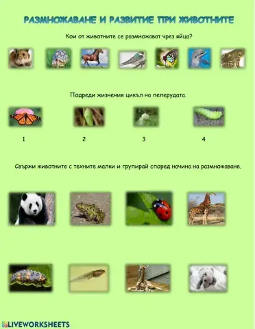 Размножаване при животните