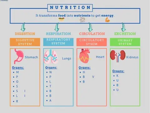 NUTRITION Diagram