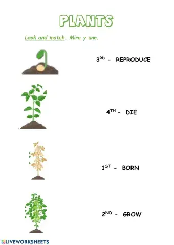 Ciclo de las plantas