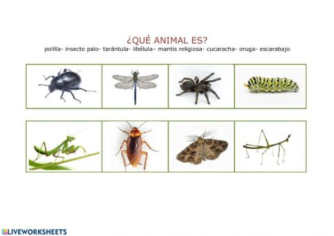 ¿ Qué animal es?