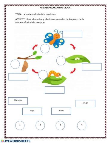 Metamorfosis de la mariposa