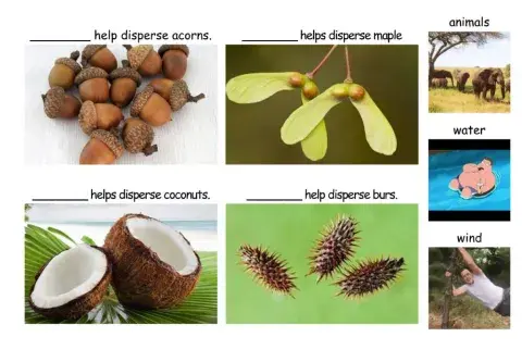 Seed Dispersal - 4 Questions