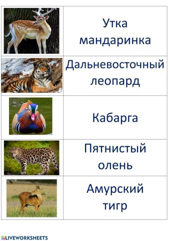 Животные Приморского края