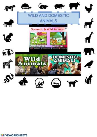 Wild, domestic video