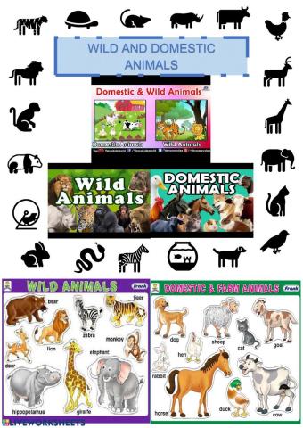 Wild, domestic video