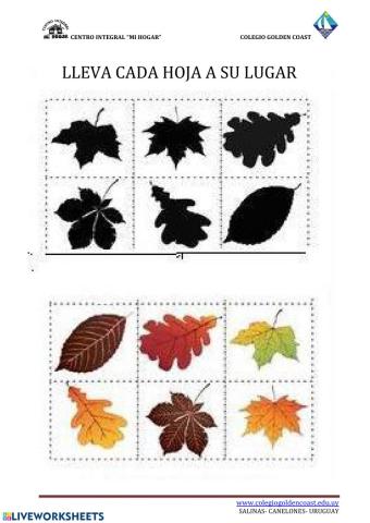 LLEVA CADA HOJA A SU LUGAR