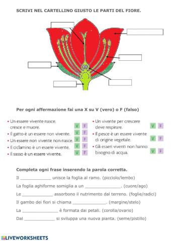 Verifica scienze