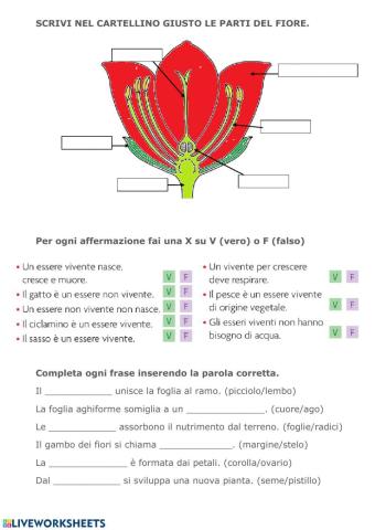 Verifica scienze