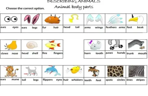 Animals Body Parts
