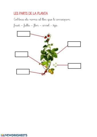 Parts de la planta