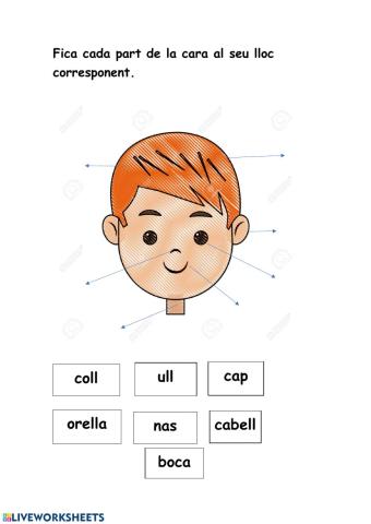 Parts de la cara