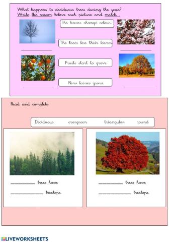 Evergreen and Deciduous