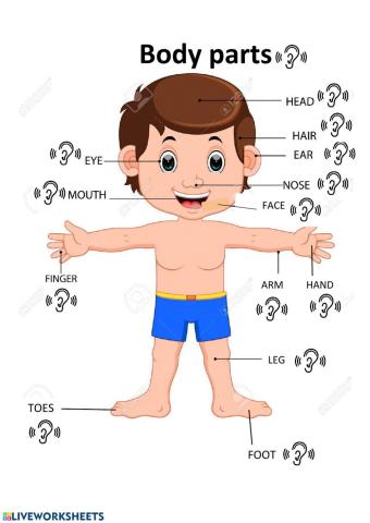Body parts