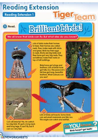 Brilliant birds