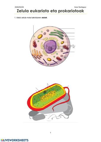 Zelula prokarioto eta eukariotoak