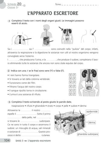 Apparato escretore 1